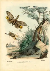 Mogyoró-fej poloska, 1863-79
